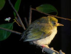 库伦露鸟照片无码