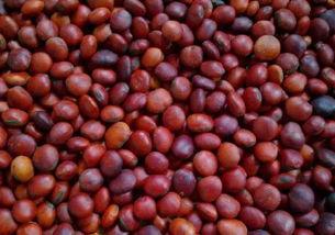 日本tcd系列种子,创新与传承的完美融合