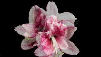 花X视频,带你领略视觉盛宴，感受生活之美