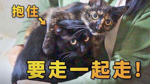 捡来的猫男免费观看,免费观看猫男奇幻冒险之旅