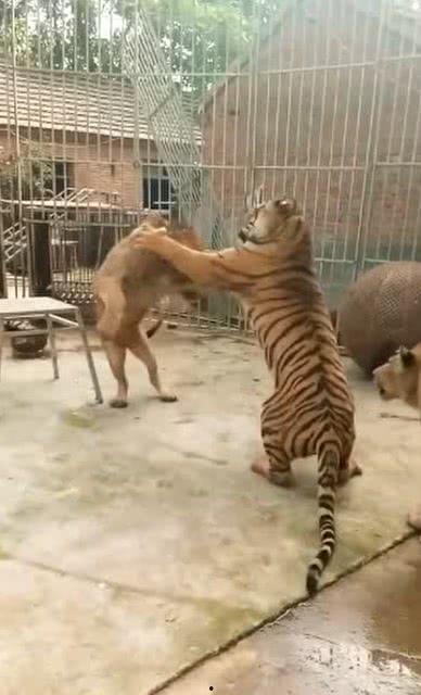 虎狮视频,揭秘动物世界的神秘与力量
