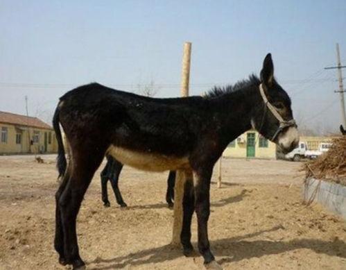 马与驴交配的视频直播